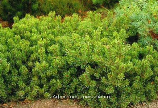 Pinus mugo pumilio