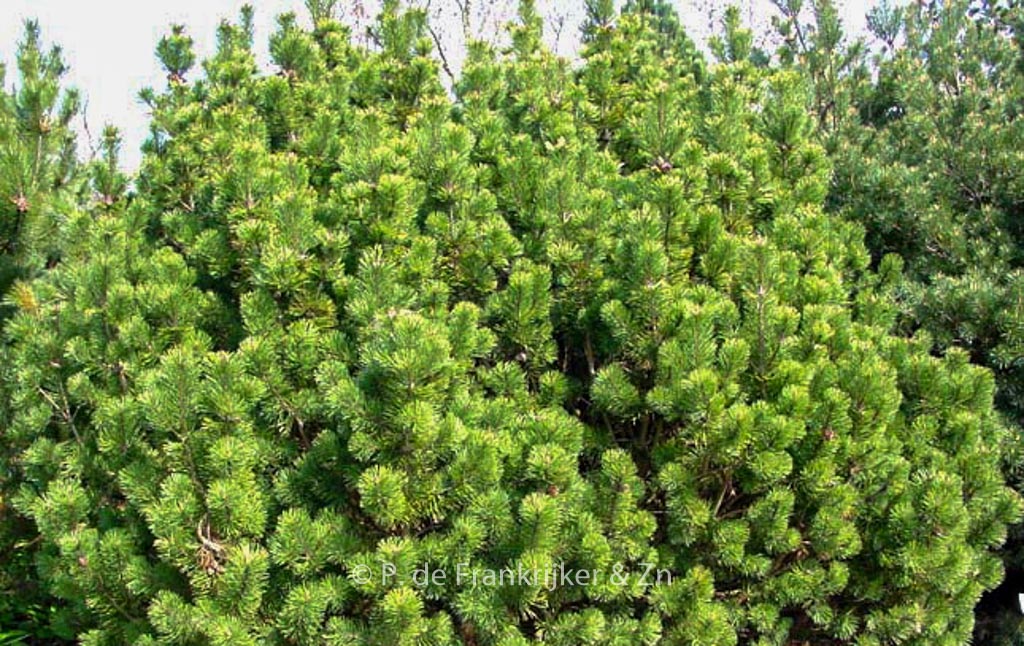 Pinus mugo subsp. mugo