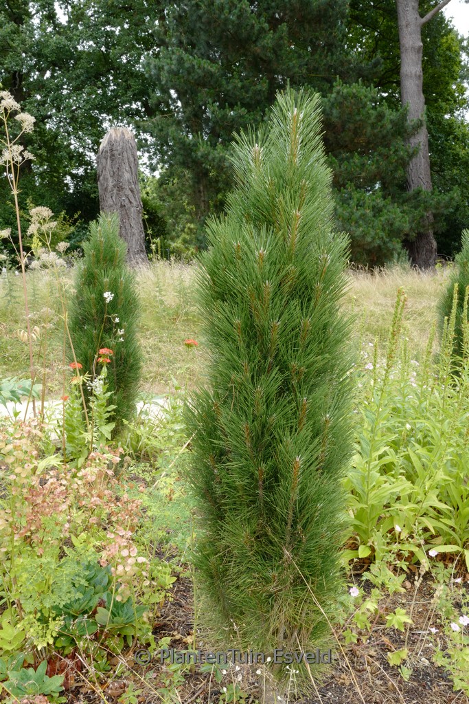Pinus nigra ‚Green Tower‘