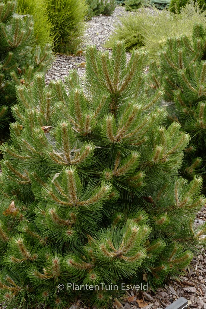 Pinus nigra ‚Helga‘