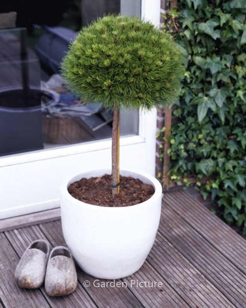 Pinus nigra ‚Marie Bregeon‘