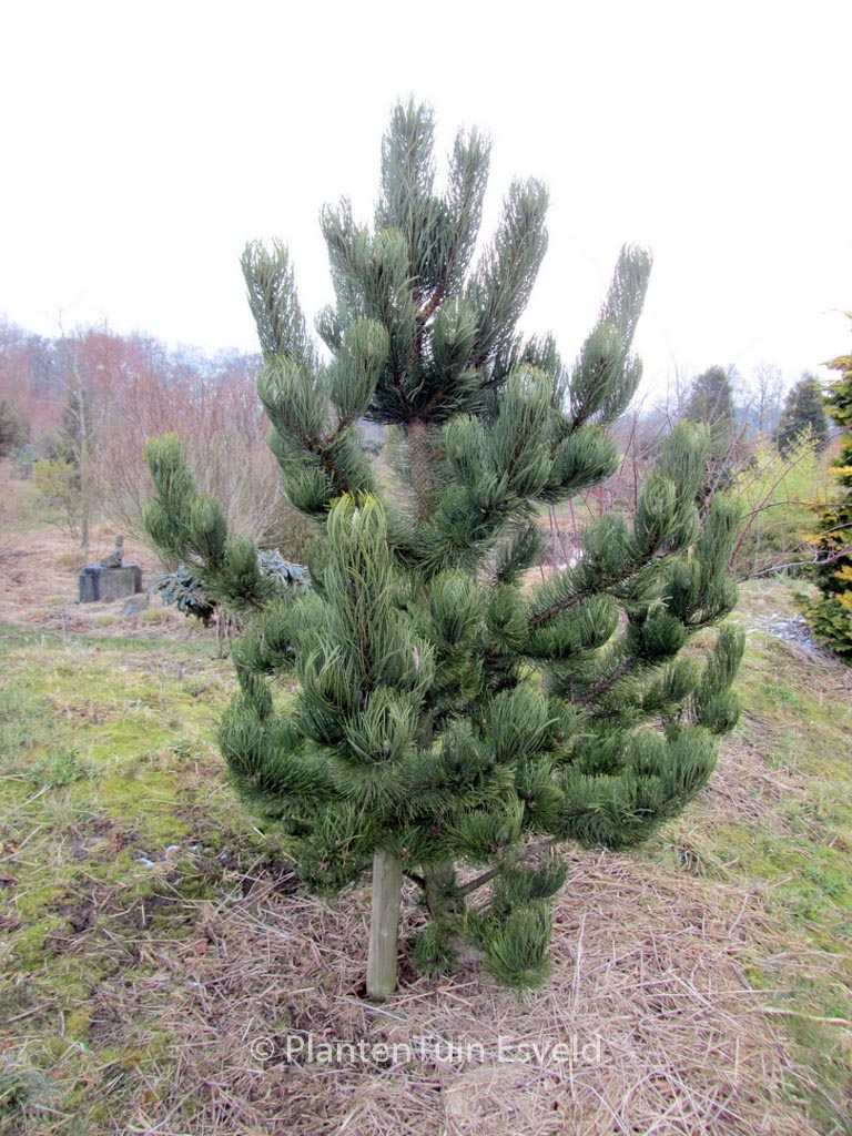 Pinus nigra ‚Oregon Green‘