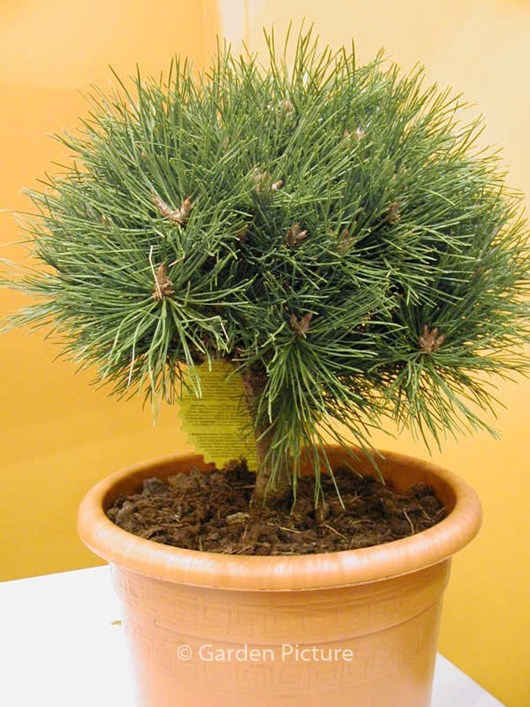 Pinus nigra ‚Pierrick Bregeon‘ (BREPO)