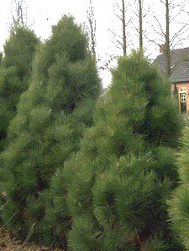 Pinus nigra ‚Pyramidalis‘