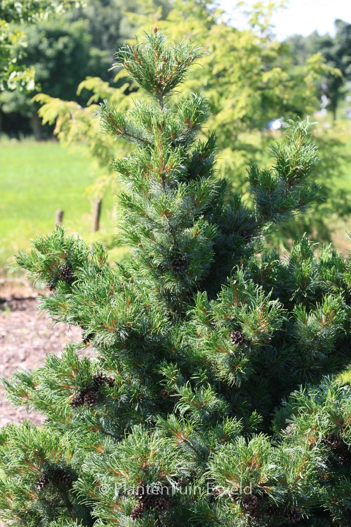 Pinus parviflora ‚Bergman‘