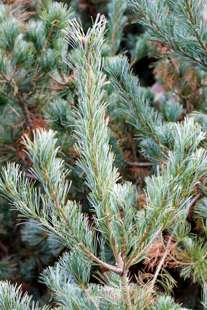 Pinus parviflora ‚Blue Giant‘