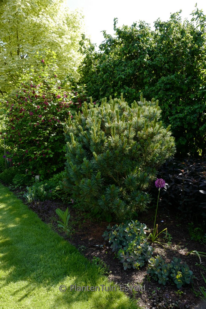 Pinus parviflora ‚Glauca‘