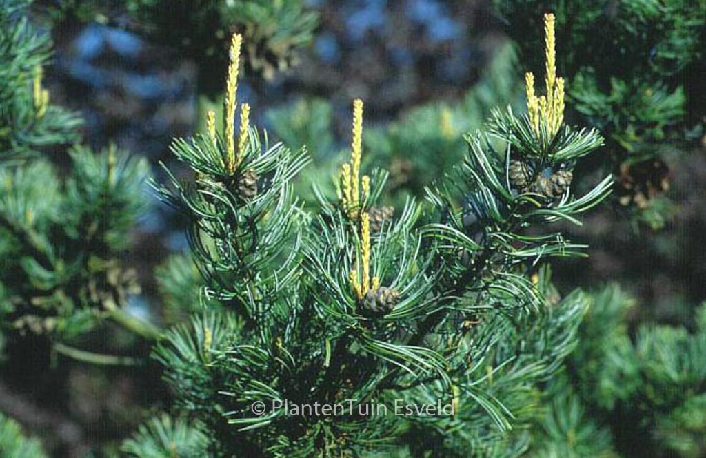 Pinus parviflora ‚Negishi‘