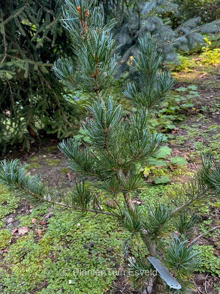 Pinus parviflora ‚Pentaphylla Glauca‘