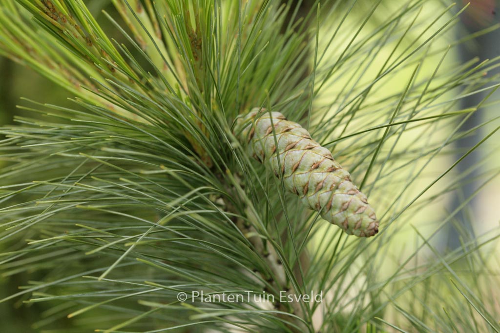 Pinus schwerinii ‚Wiethorst‘