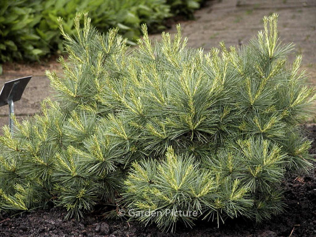 Pinus strobus ‚Blue Shag‘