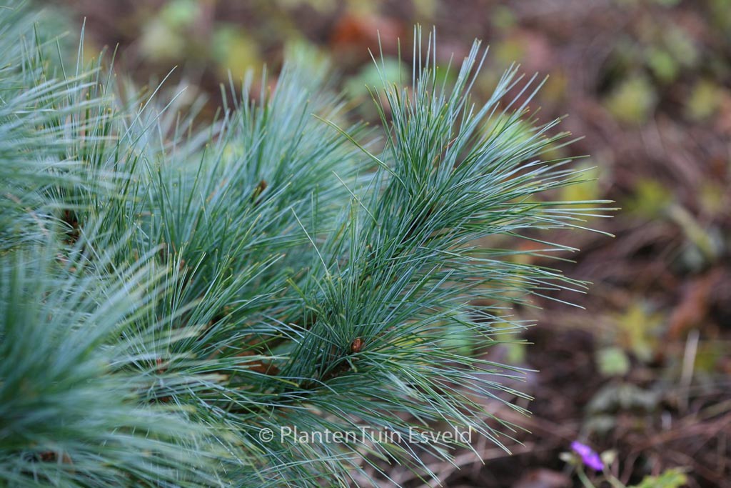 Pinus strobus ‚Radiata‘