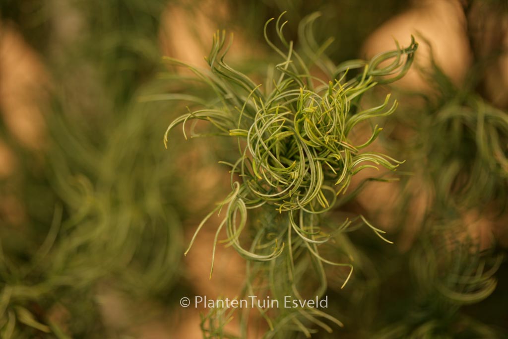 Pinus strobus ‚Tiny Kurls‘