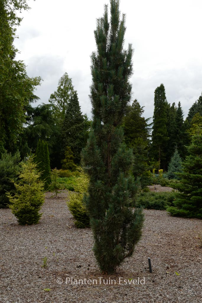 Pinus sylvestris ‚Fastigiata‘