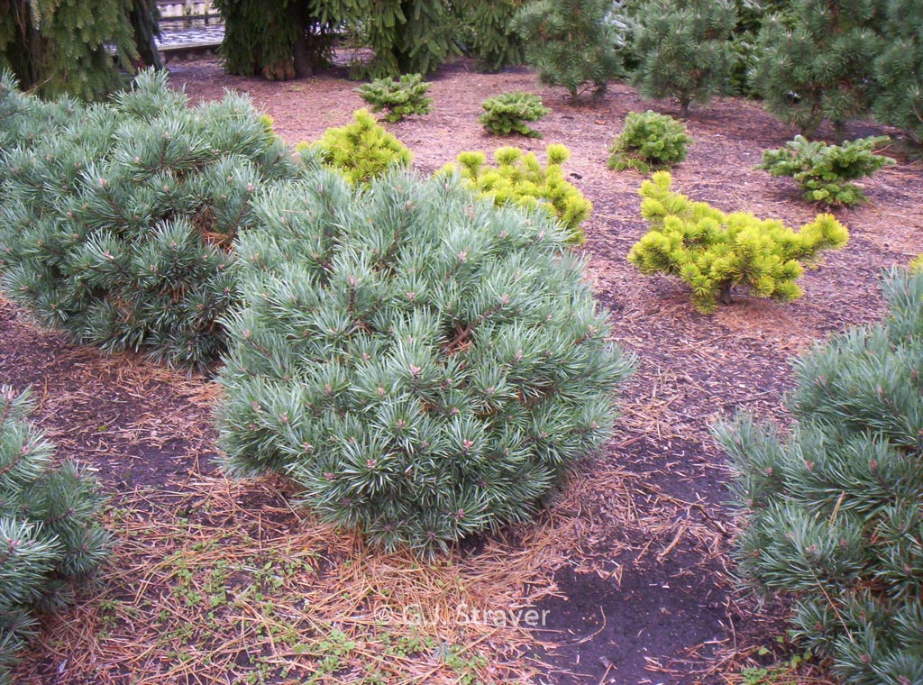 Pinus sylvestris ‚Frensham‘