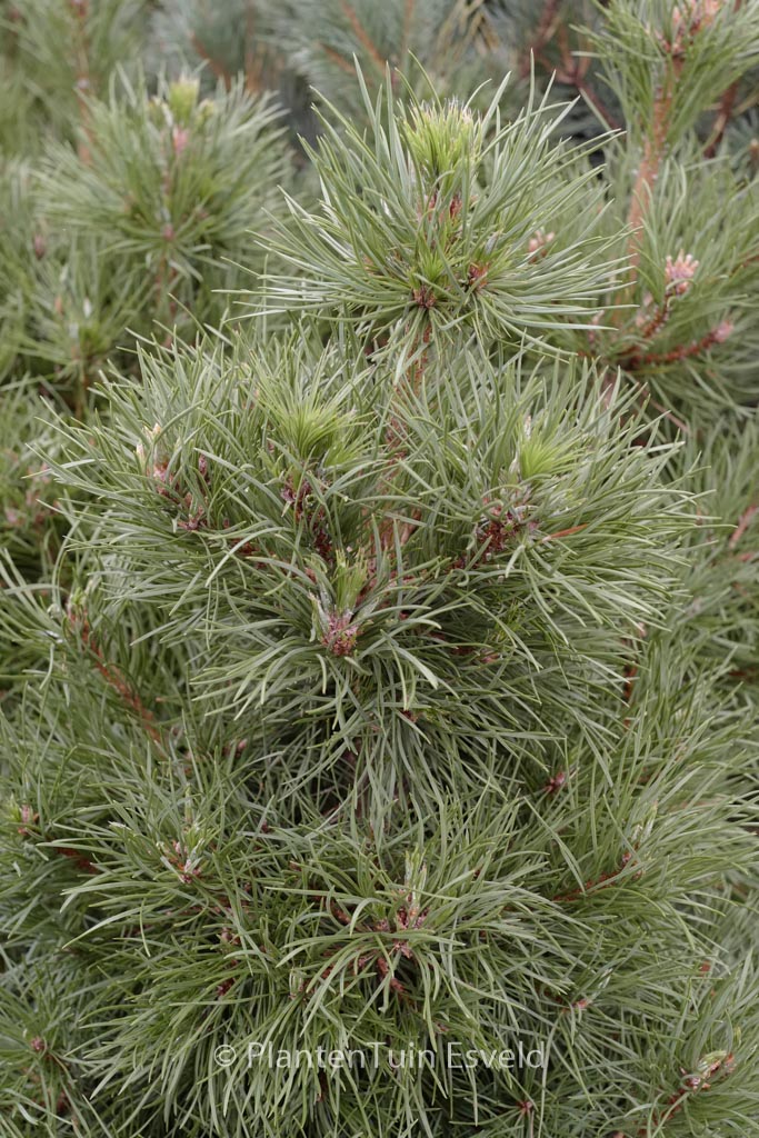 Pinus sylvestris ‚Globosa Viridis‘