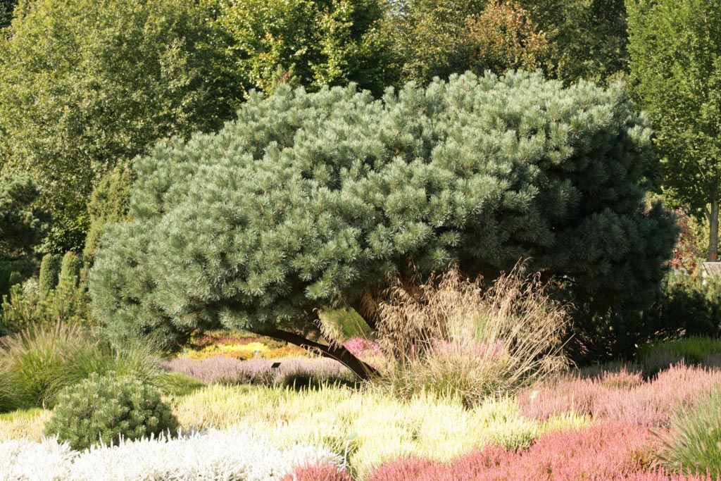 Pinus sylvestris ‚Watereri‘