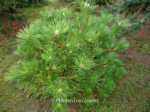 Pinus thunbergii ‚Banshosho‘