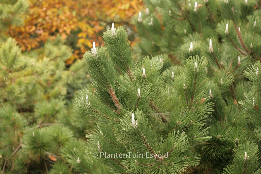 Pinus thunbergii ‚Sayonara‘