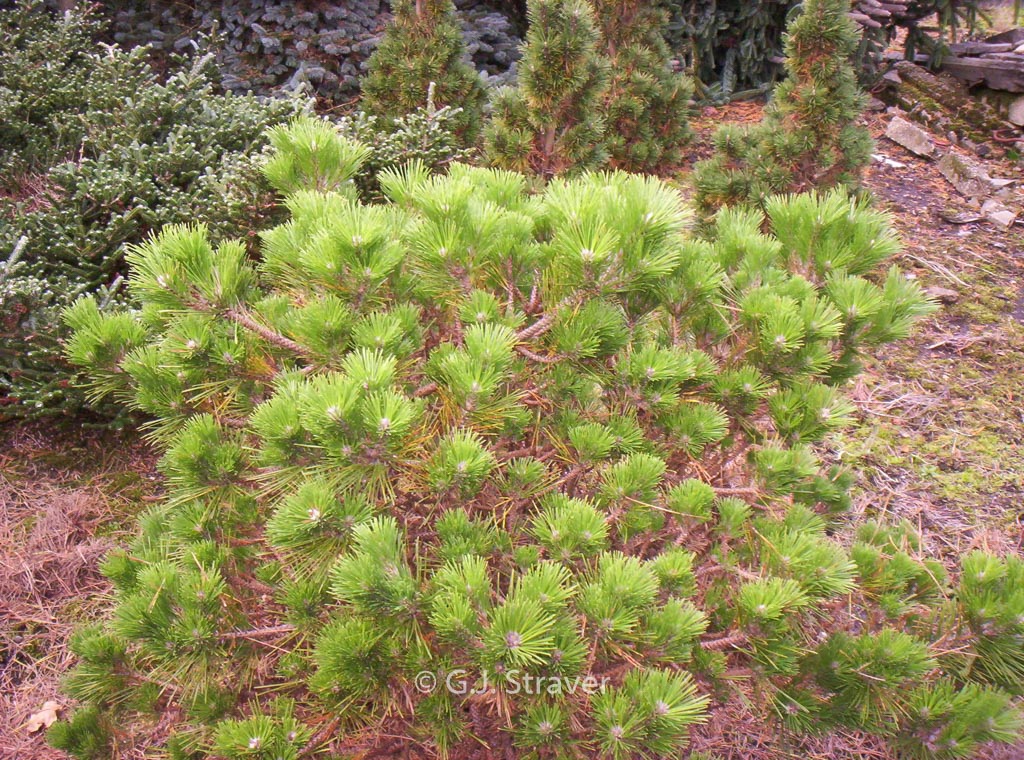 Pinus thunbergii ‚Shio-guro‘