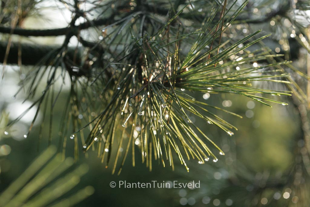 Pinus thunbergii