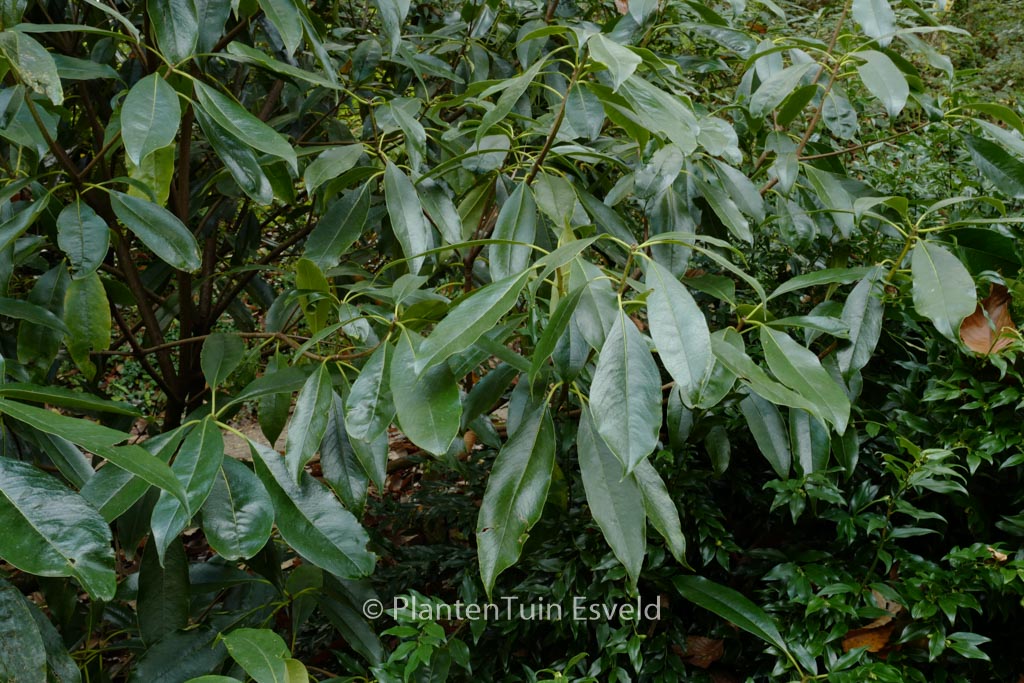 Pittosporum brevicalyx