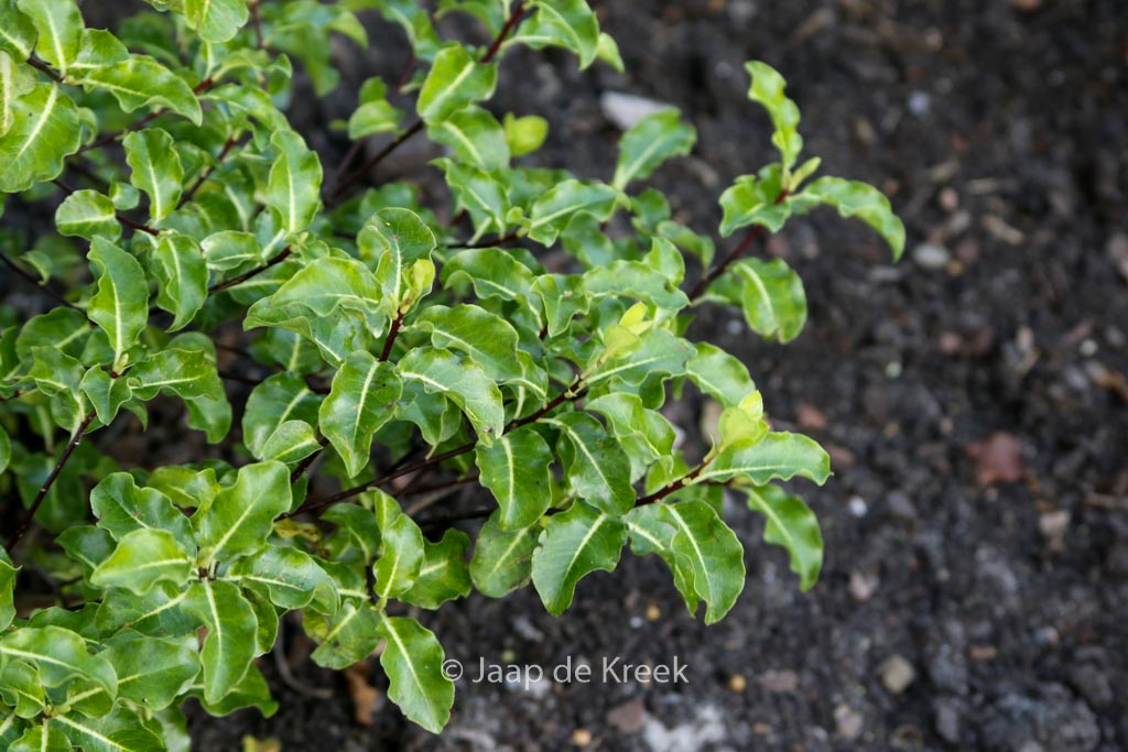 Pittosporum tenuifolium ‚Abbotsbury Gold‘