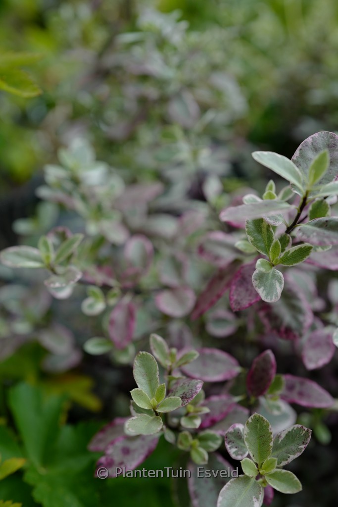 Pittosporum tenuifolium ‚Breebay‘ (BANNOW BAY)