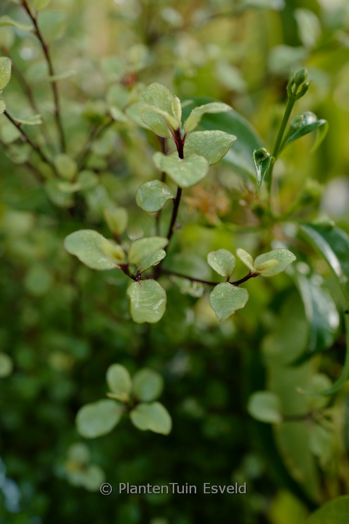 Pittosporum tenuifolium ‚Cratus‘