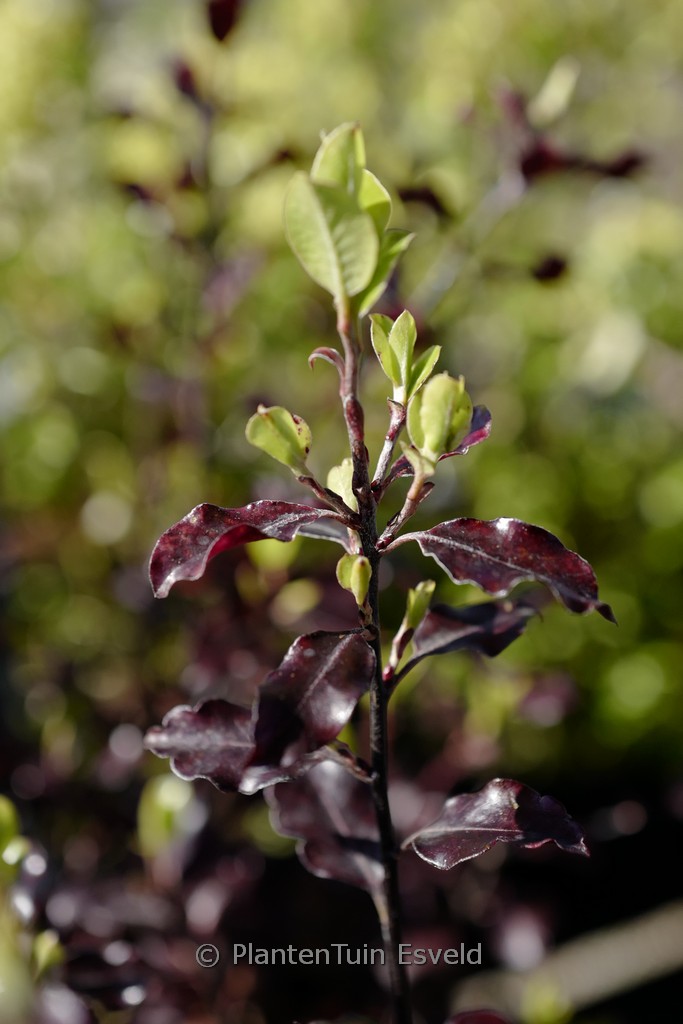 Pittosporum tenuifolium ‚Dark Diva‘