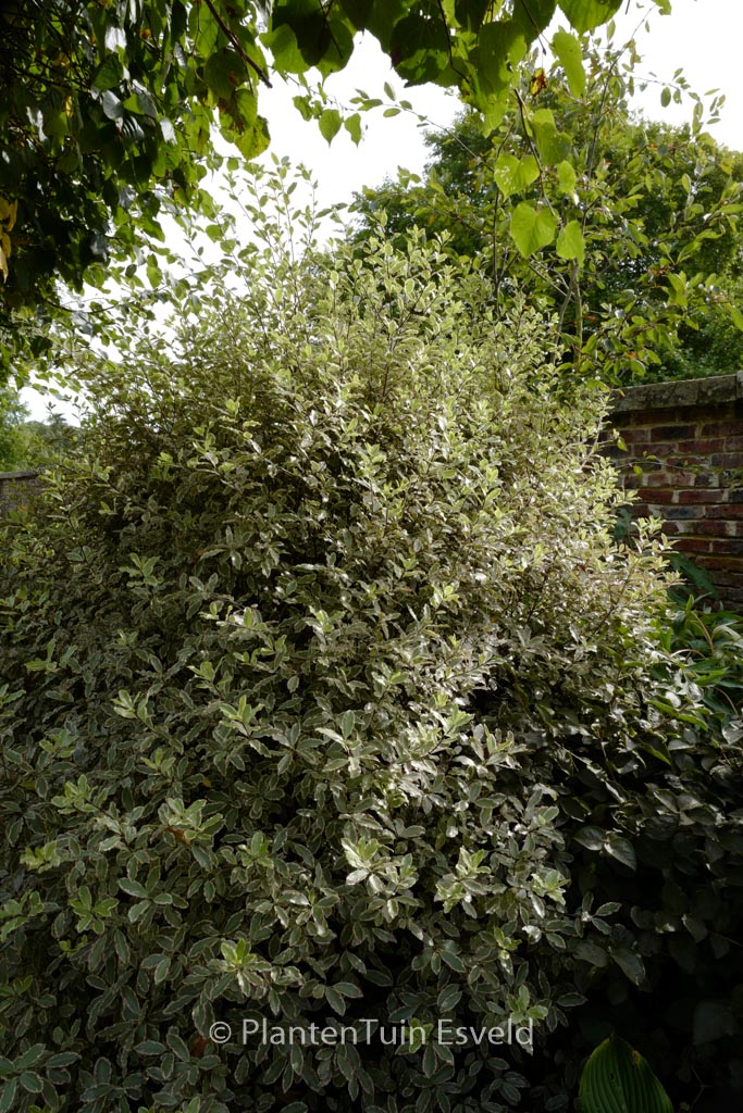 Pittosporum tenuifolium ‚Elizabeth‘