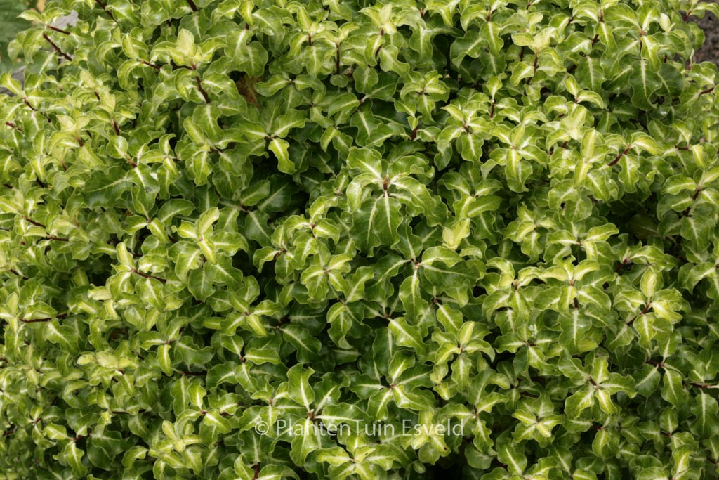 Pittosporum tenuifolium ‚Gold Star‘