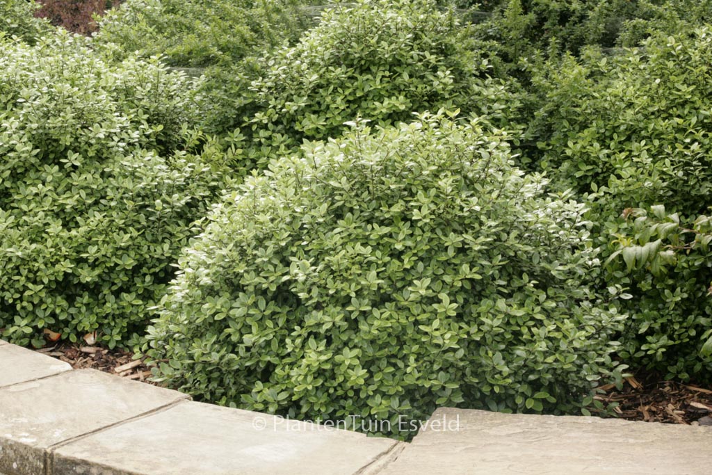 Pittosporum tenuifolium ‚Golf Ball‘