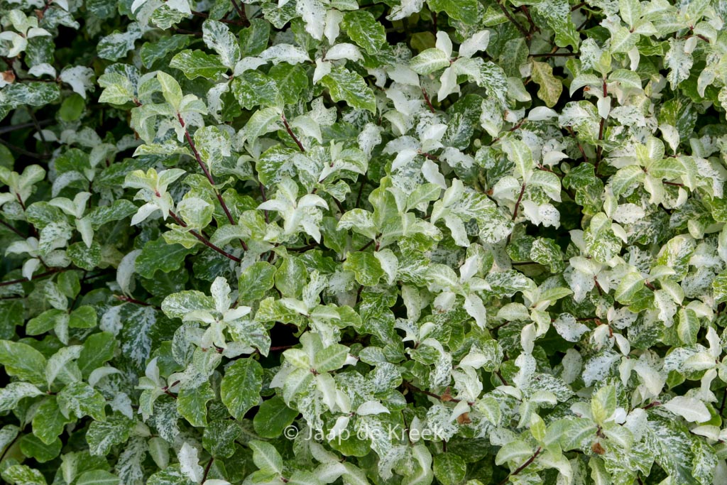 Pittosporum tenuifolium ‚Irene Paterson‘