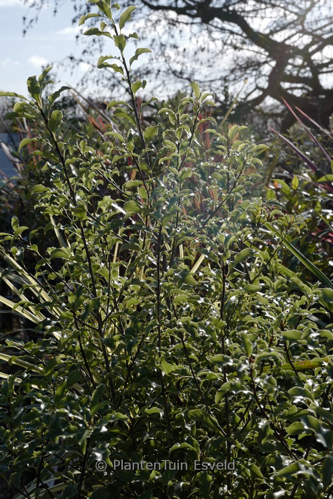 Pittosporum tenuifolium ‚Penmarch‘