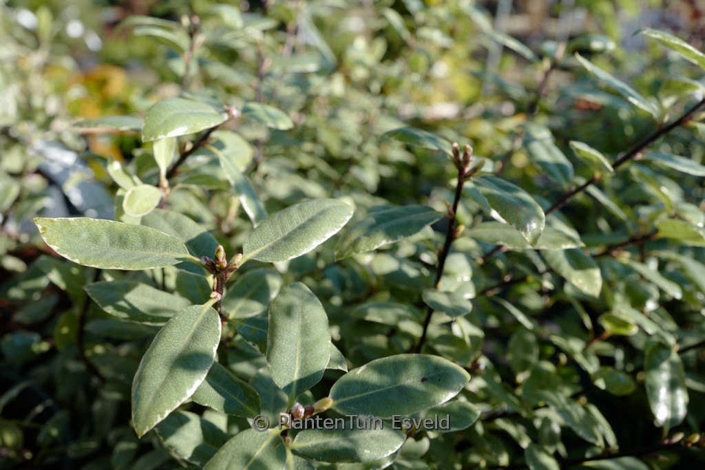 Pittosporum tenuifolium ‚Silver Ball‘