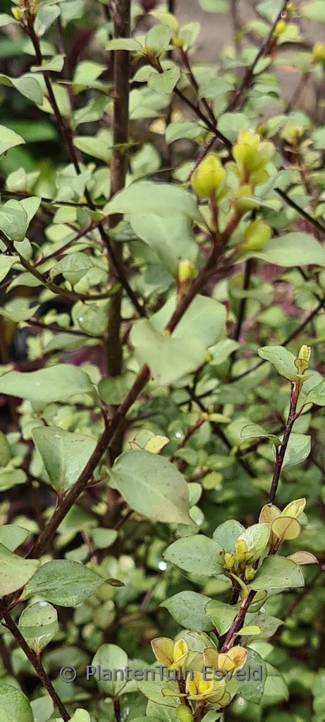 Pittosporum tenuifolium ‚Silver Sheen‘