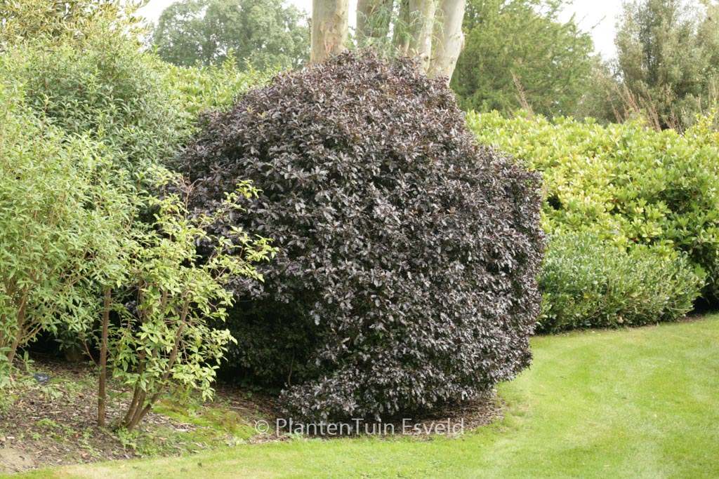 Pittosporum tenuifolium ‚Tom Thumb‘