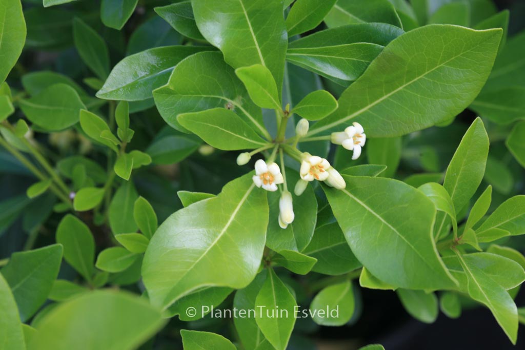 Pittosporum tobira ‚Cuneatum‘