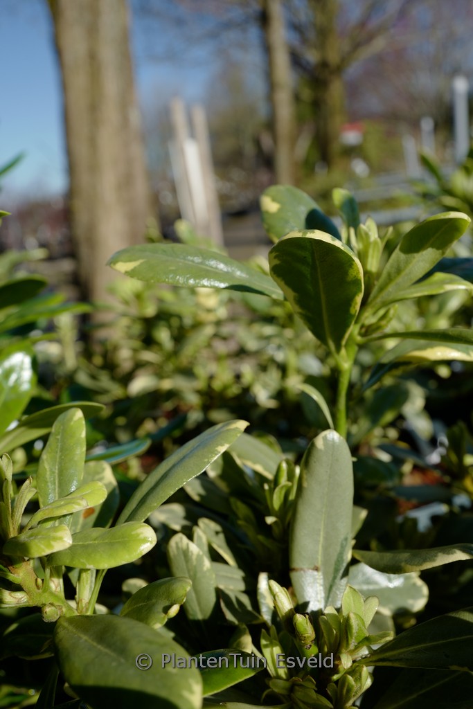 Pittosporum tobira ‚Neige du Mont Ventoux‘