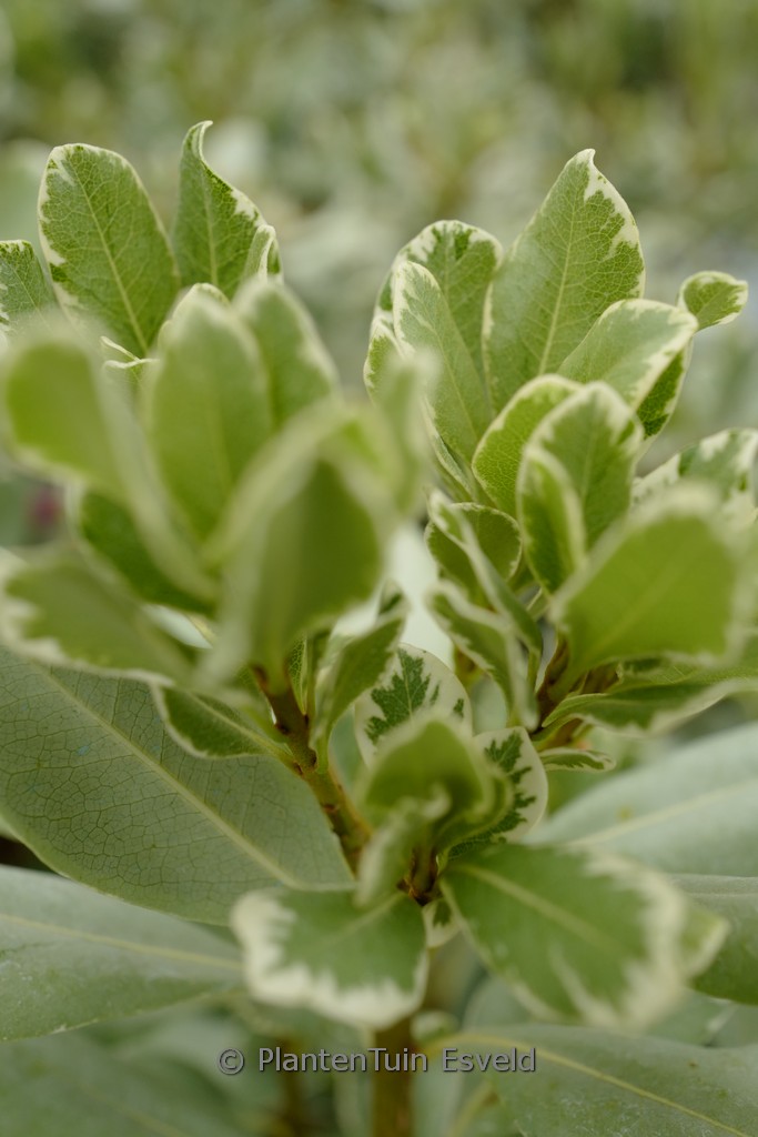Pittosporum tobira ‚Variegatum‘