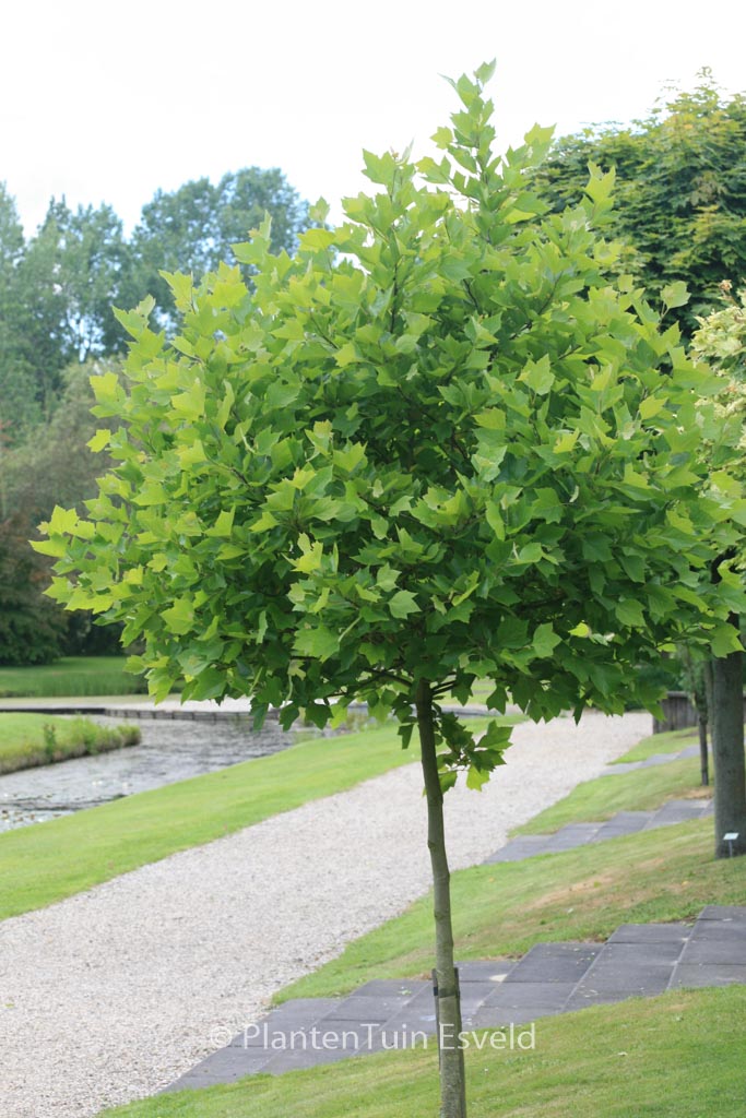 Platanus hispanica ‚Alphen’s Globe‘