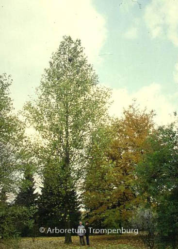 Platanus hispanica ‚Tremonia‘