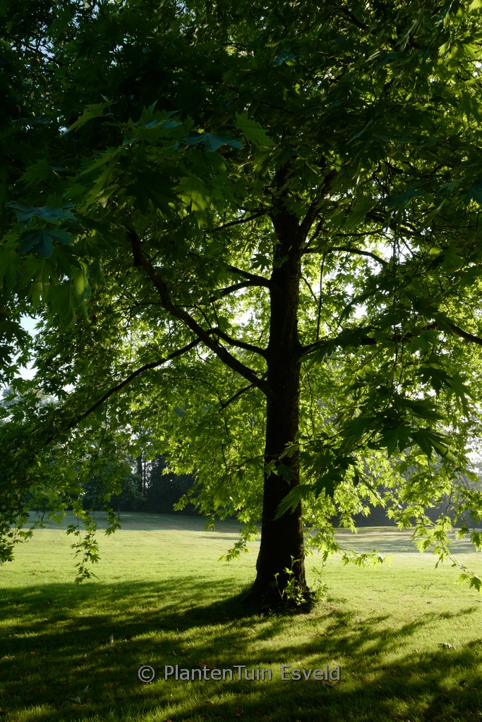 Platanus orientalis ‚Digitata‘