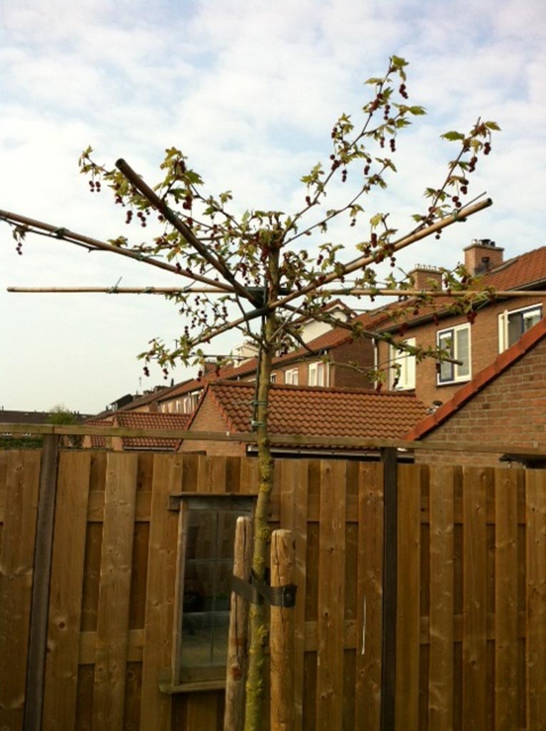 Platanus orientalis ‚Minaret‘