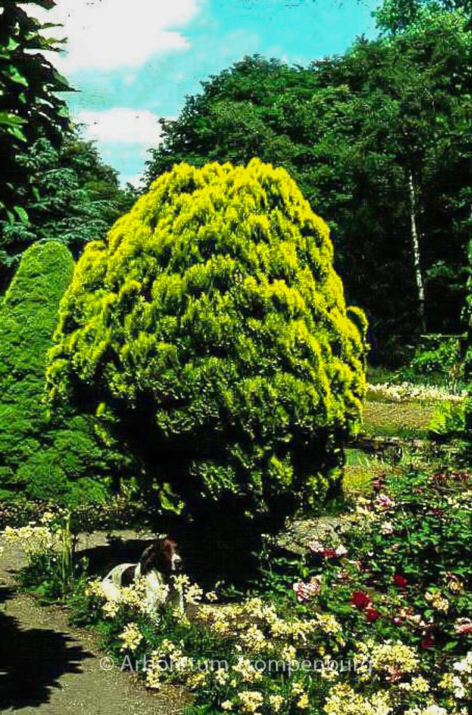 Platycladus orientalis ‚Aurea Nana‘