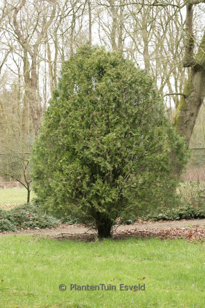 Platycladus orientalis ‚Blijdenstein‘