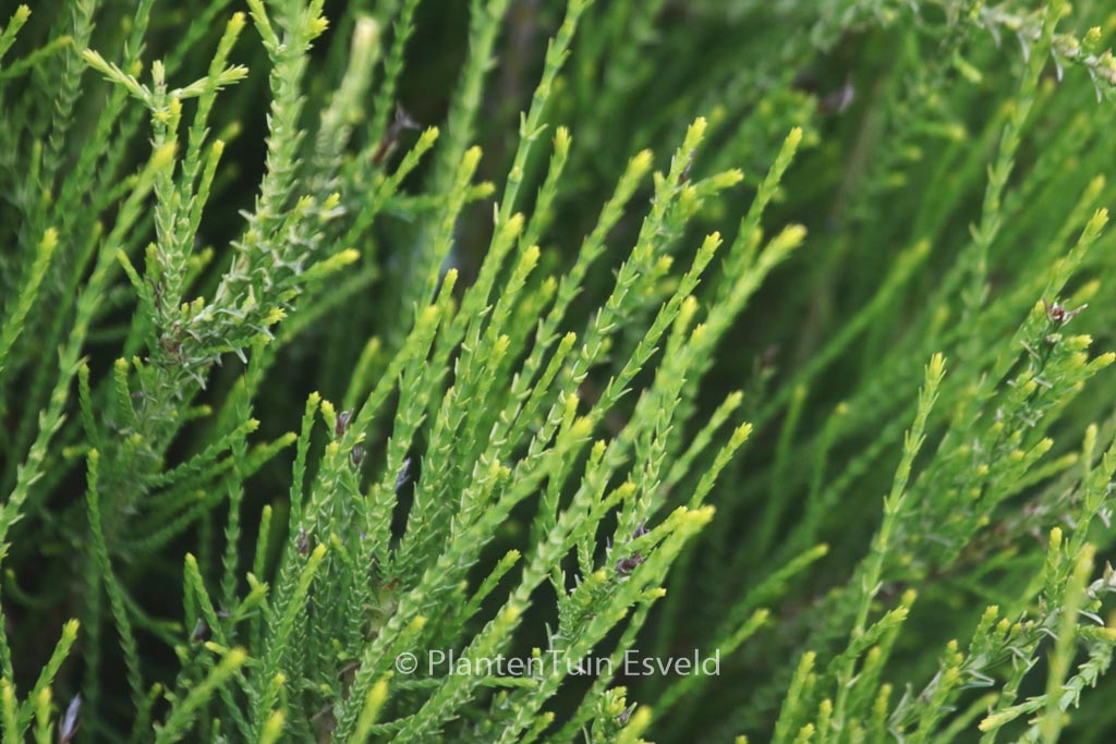 Platycladus orientalis ‚Franky Boy‘