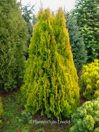 Platycladus orientalis ‚Pyramidalis Aurea‘