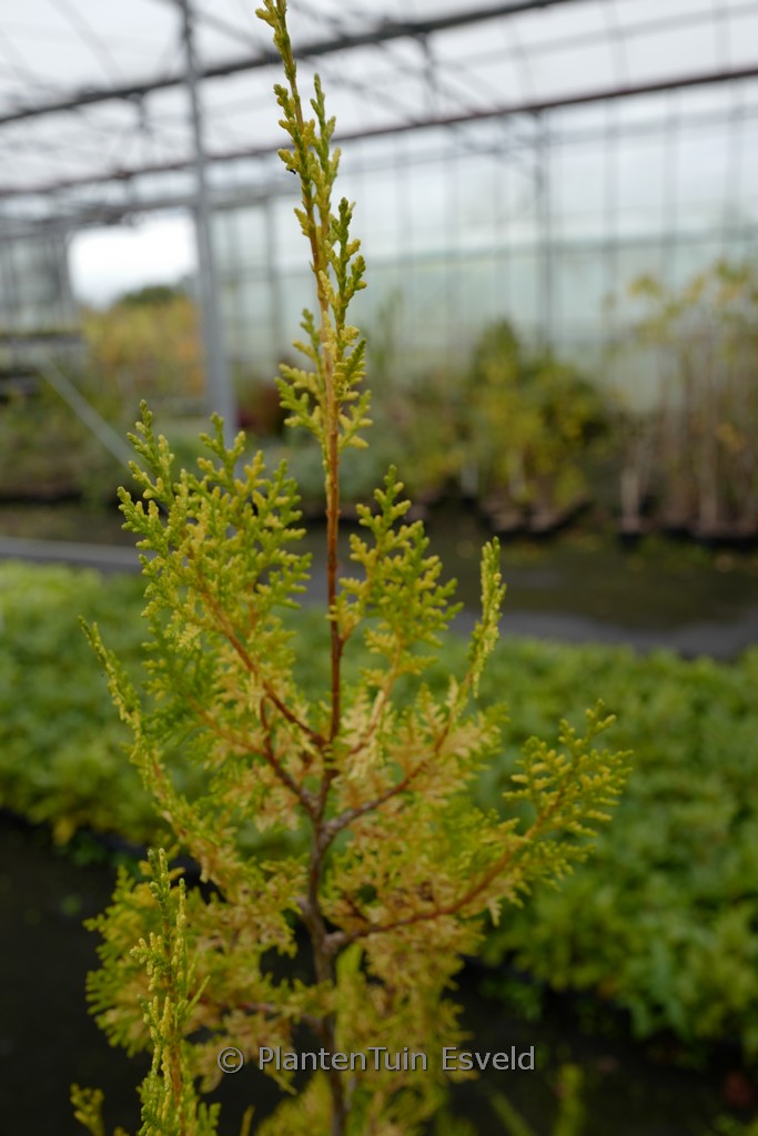 Platycladus orientalis ‚Van Hoey Smith‘